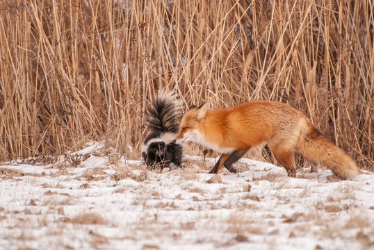 Portrait of a fox playing with a skunk, Quebec, Canada