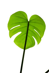 Close-up of a monstera leaf