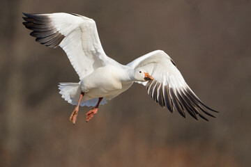 Obraz premium Snow Goose Landing