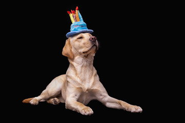 Jarige labrador
