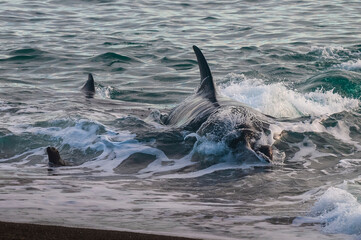 Killer whale hunting sea lions, Punta Norte Nature Reserve, Peninsula Valdes, Unesco World Heritage Site, Patagonia, Argentina. © foto4440
