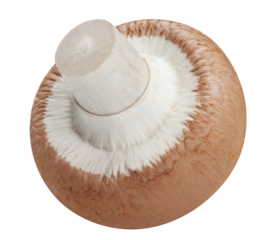Delicious champignon mushroom cut out