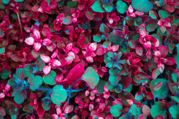 Colorful leaves background. Pink and blue colored plants. Printable wall art design.