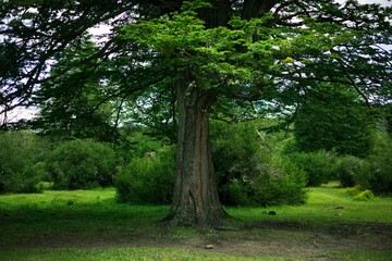 tree in the national park