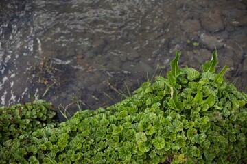 plants in the river