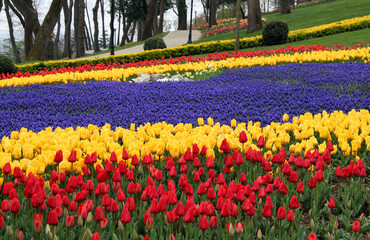 Obraz premium Meadow with thousands of bright yellow and red tulips with violet flowers in Emirgan Park in Istanbul, Turkey