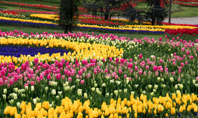 Meadow with thousands of bright yellow, pink and red tulips in Emirgan Park in Istanbul, Turkey