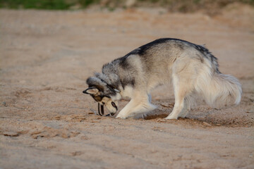 Young Siberian Husky is digging in the sand