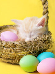 sleeping striped kitten in a basket with colorful easter eggs. Happy easter postcard with copy...