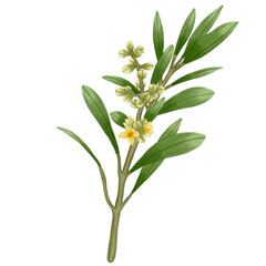 Single Bud Olive Flower Branch