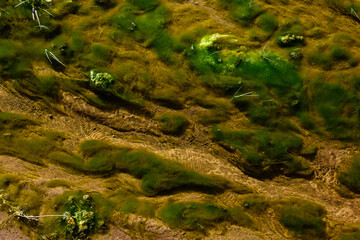 Green algae in aquatic environment , Patagonia, Argentina.