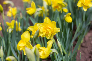Yellow double narcissus flowers blooming in spring in the garden. - obrazy, fototapety, plakaty