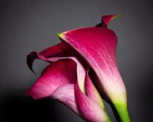 close up of calla lily flowers
