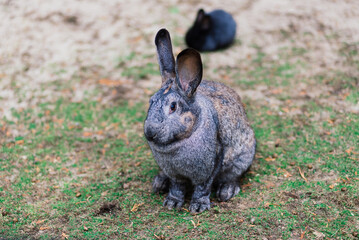 Cute white food's rabbit in green park. Animal nature habitat of rabbit: life in meadow concept.