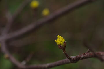 東京ミッドタウンのセイヨウサンシュウ