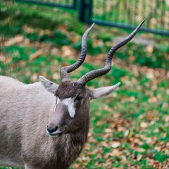 Naklejka na ściany i meble The maned ram eats hay, animal in the zoo, large rounded horns of a ram.