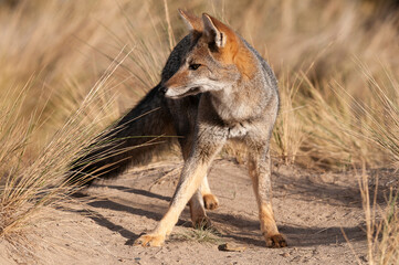 Pampas Grey fox in Pampas grass environment, La Pampa province, Patagonia, Argentina.