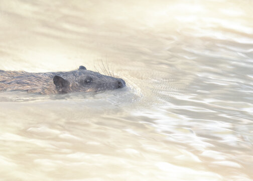 Wild rakali water-rat (Hydromys chrysogaster) swimming in a creek, Australia