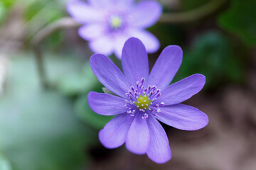 Hepatica nobilis. Blue liverwort. Flower close-up in the forest