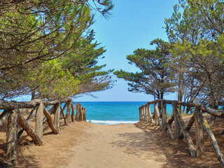 Dirt road between pine trees under blue sky. Forest road, footpath and Mediterranean nature.