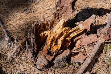 base de tronco de madera roto en bosque tropical, con grietas creadas de forma natural