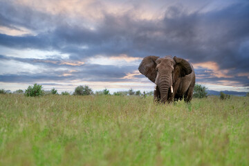 Scenic shot of a dramatic sunset sky and an Elephant walking in the middle of a field