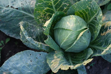 Young cabbage grows on a plot of land on a farm in a vegetable garden. Vegetarian food. Growing cabbage at home.
