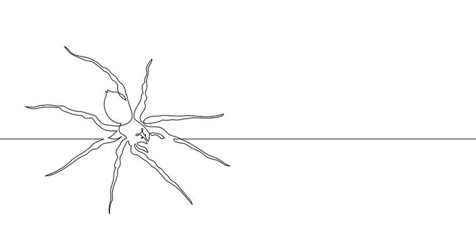 Animation of an image drawn with a continuous line. Spider.