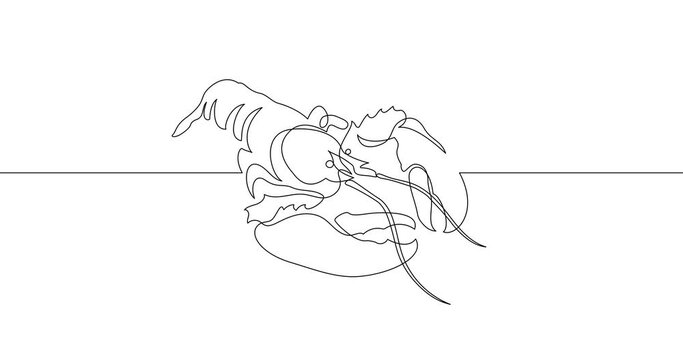 Animation of an image drawn with a continuous line. Lobster.