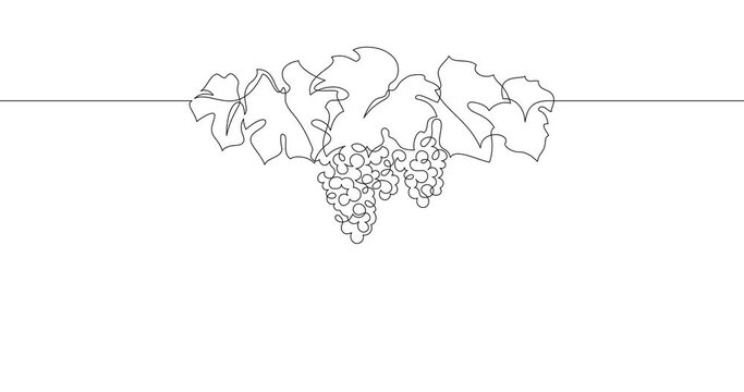 Animation of an image drawn with a continuous line. Bunch of grapes.
