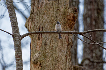 Tufted titmouse bird on a branch