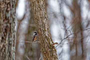 Chickadee bird making a nest