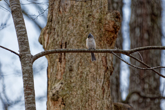Tufted titmouse bird on a branch