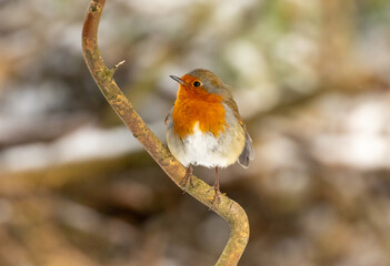 Red robin redbreast perched in the snow looking like the perfect Christmas card