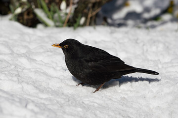 Side view of eurasian common blackbird sitting on the snow covered ground in winter 