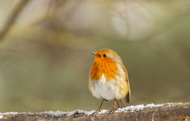 Fototapeta premium Red robin redbreast perched in the snow looking like the perfect Christmas card