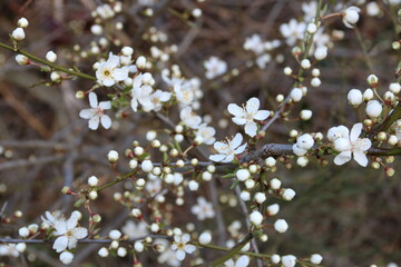 Weiße Blüten am Baum im Frühling 