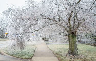 Febuary Michigan Winter Ice Storm covers Trees