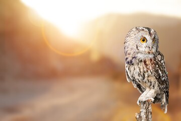 Wild brown owl looking and sitting on natural branch