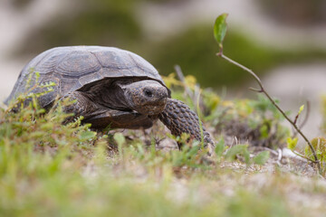 Gopher Tortoise, Amelia Island