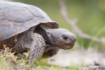 Gopher Tortoise, Amelia Island