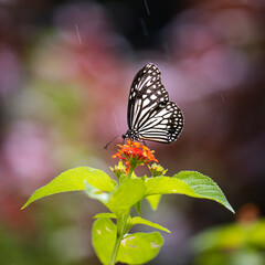 butterfly on flower