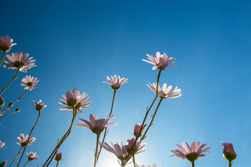 Wild flower in the blue sky