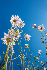 wild flower in the blue sky