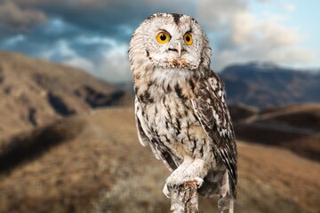 Wild brown owl looking and sitting on natural branch