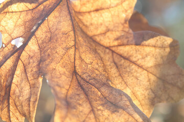 autumn leaves background