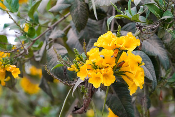 tree with yellow flowers in the garden