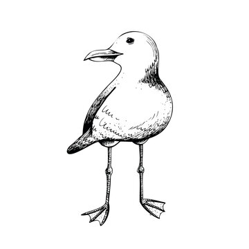 Sea gull. Isolated object drawn by hand in graphic technique. Vector illustration for summer, nautical and beach decoration and design.