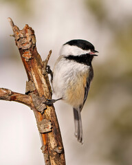 Chickadee Photo and Image. Close-up profile view perching on a twig with blur background in its envrionment and habitat surrounding with open beak and see tongue..