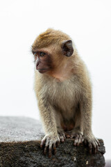 Langschwanzmakake Black River Nationalpark Mauritius